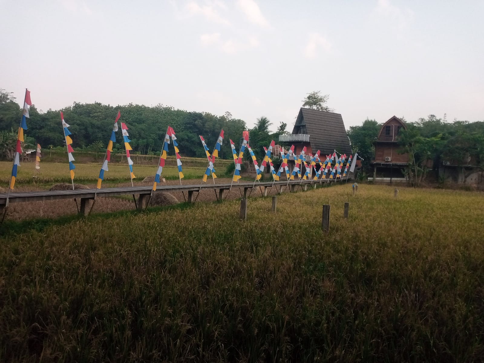 Hutan Mangrove Cikiong